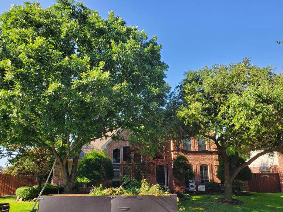 Collum Tree Experts - Little Elm, TX