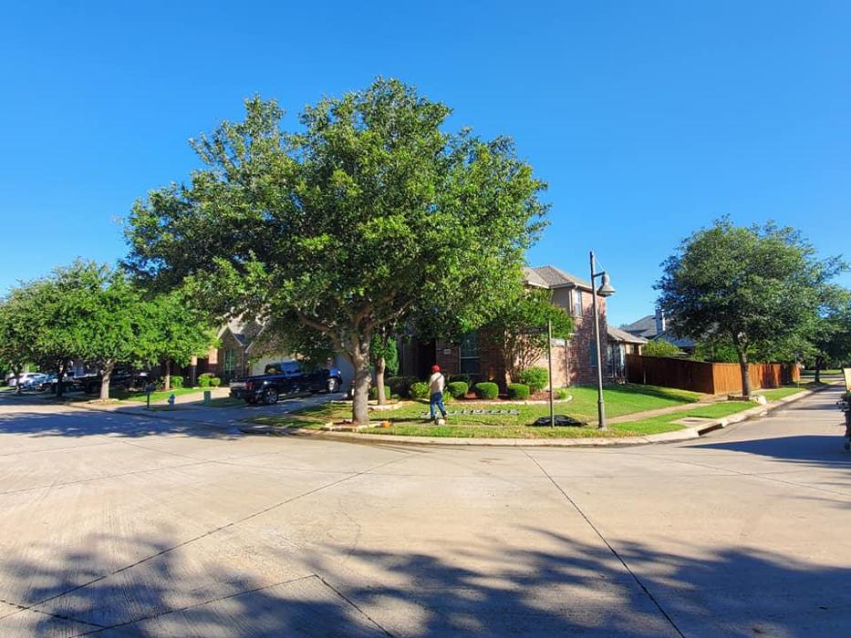Collum Tree Experts - Little Elm, TX