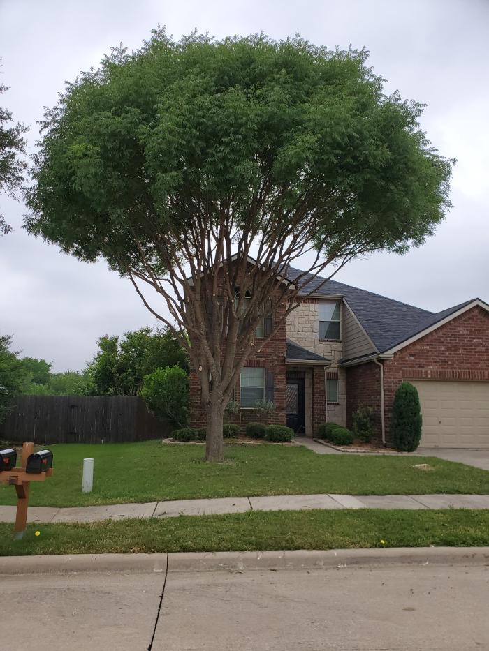 Collum Tree Experts - Little Elm, TX