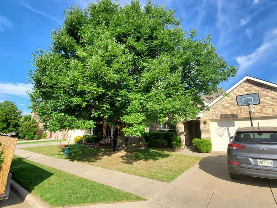 Collum Tree Experts - Little Elm, TX