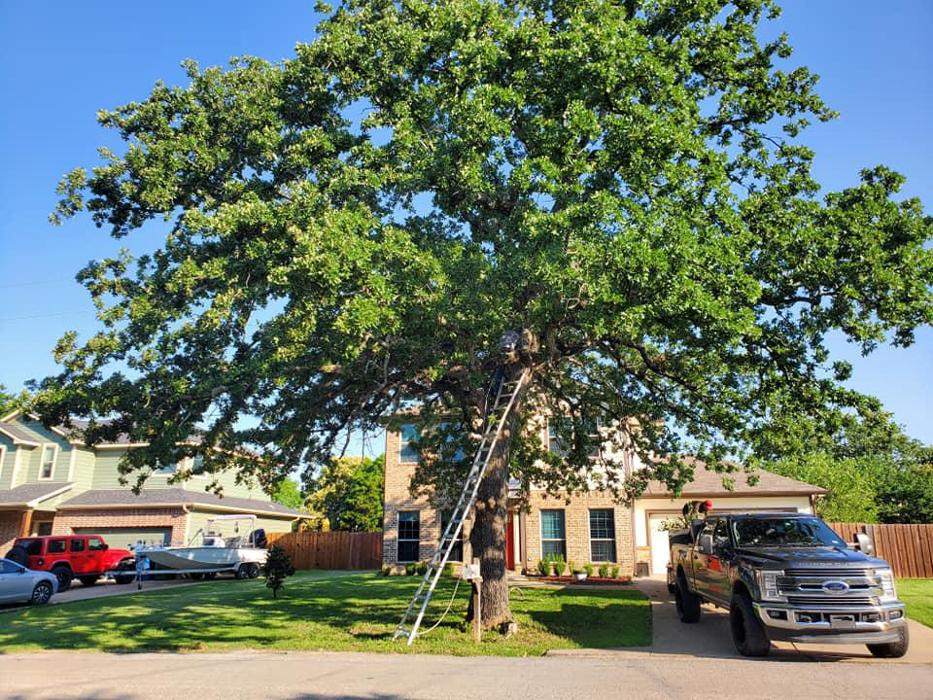 Collum Tree Experts - Little Elm, TX