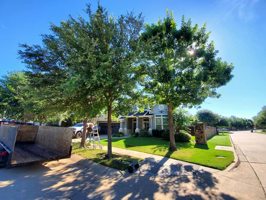 Collum Tree Experts - Little Elm, TX