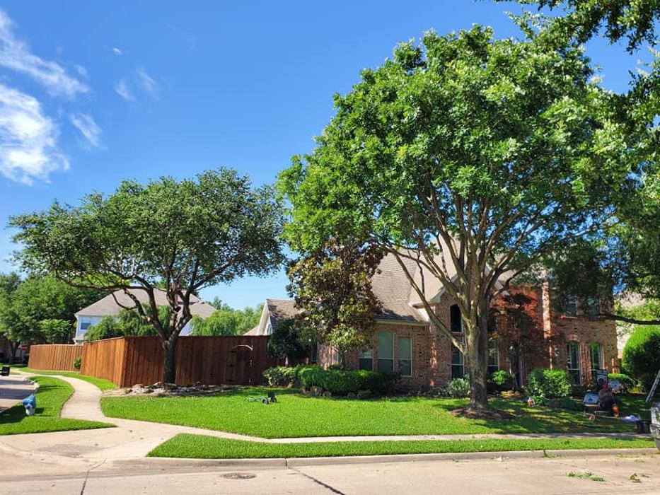 Collum Tree Experts - Little Elm, TX