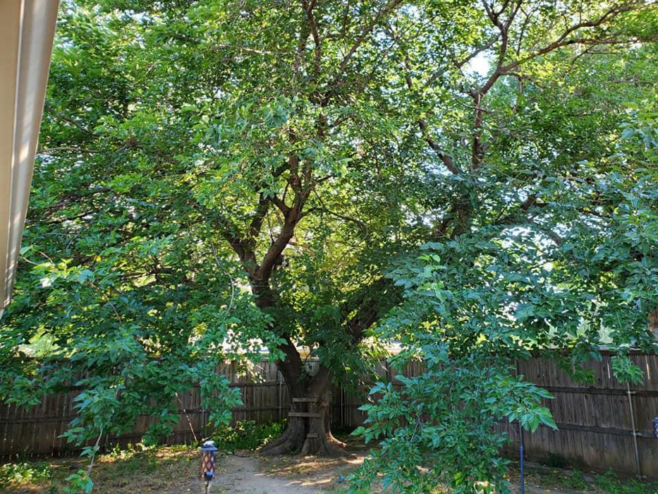 Collum Tree Experts - Little Elm, TX