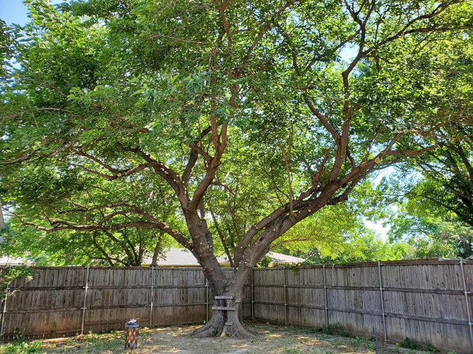 Collum Tree Experts - Little Elm, TX