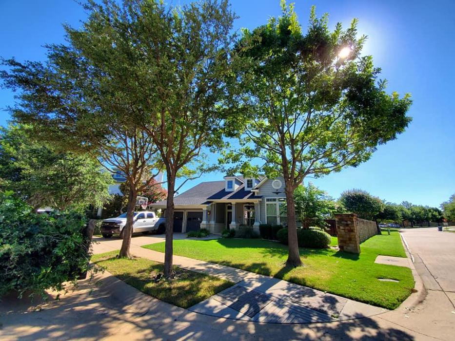 Collum Tree Experts - Little Elm, TX