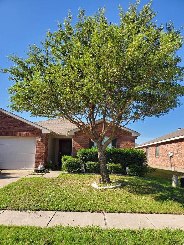 Collum Tree Experts - Little Elm, TX