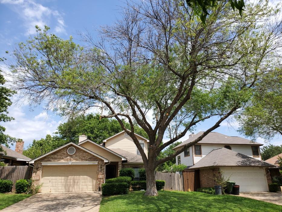 Collum Tree Experts - Little Elm, TX