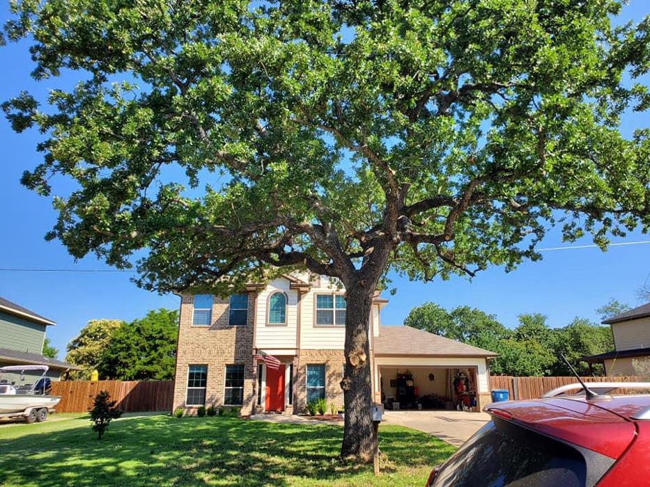 Collum Tree Experts - Little Elm, TX