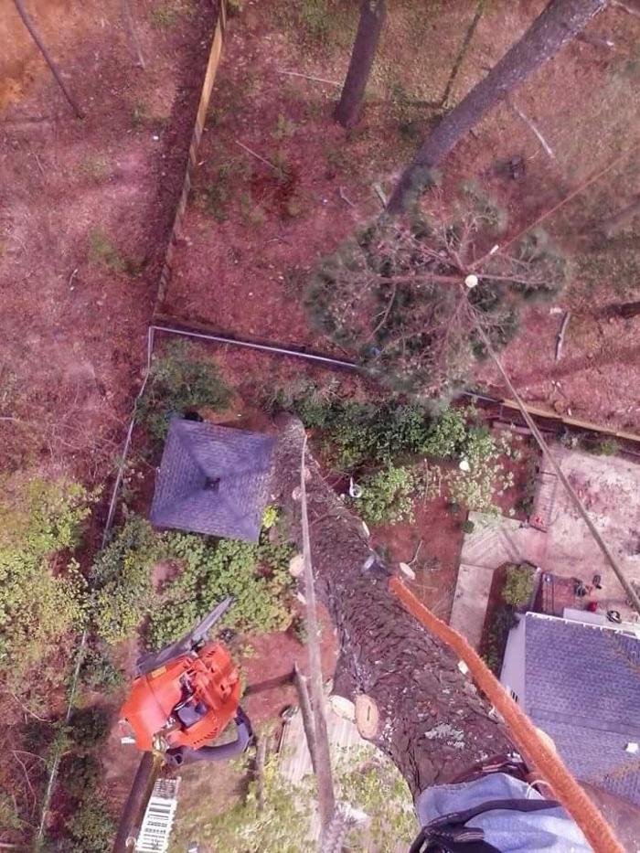 True Man's Tree Service - Morley, MI