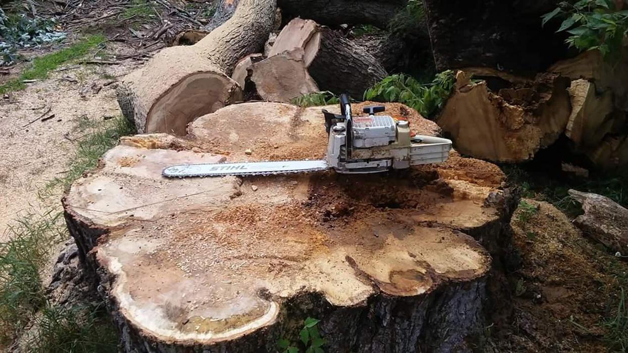 True Man's Tree Service - Morley, MI