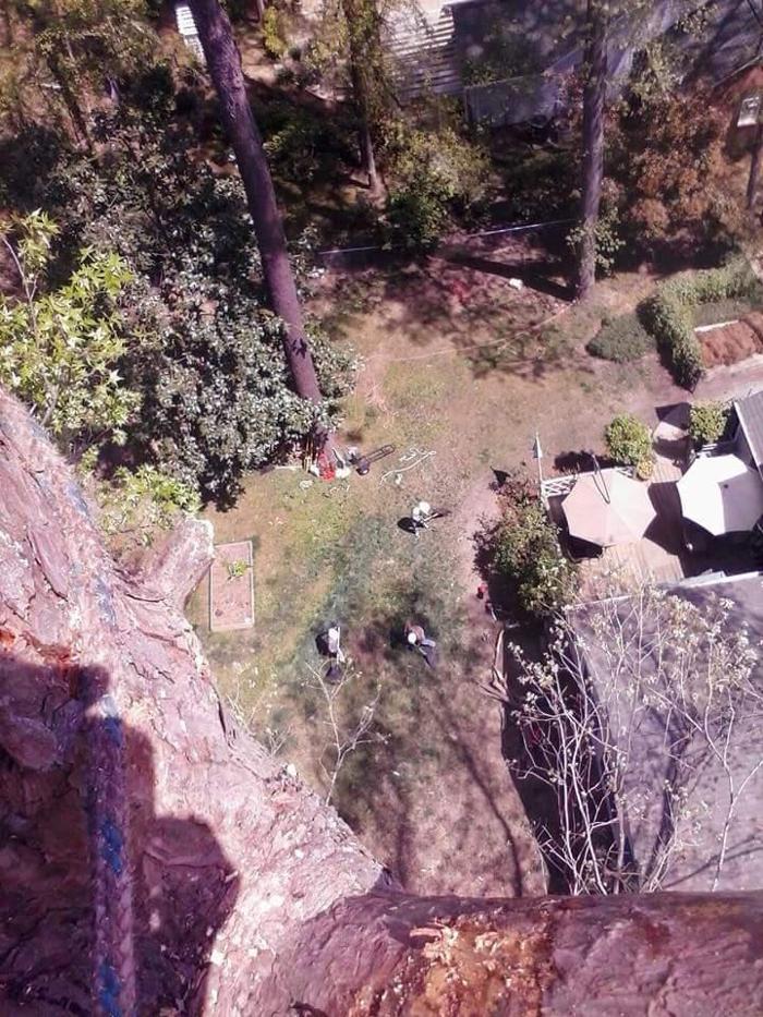 True Man's Tree Service - Morley, MI