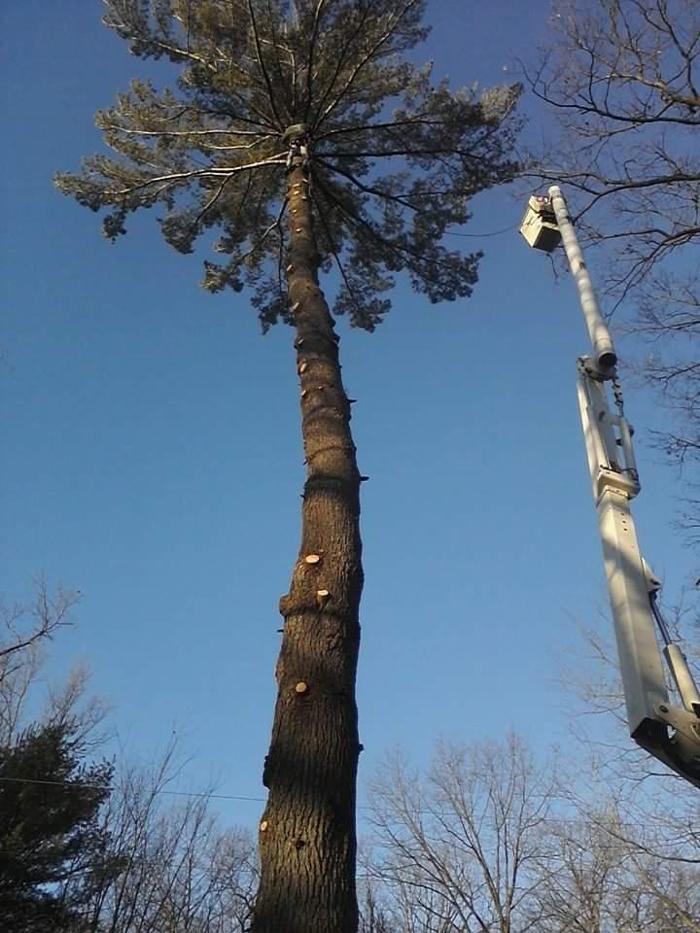 True Man's Tree Service - Morley, MI