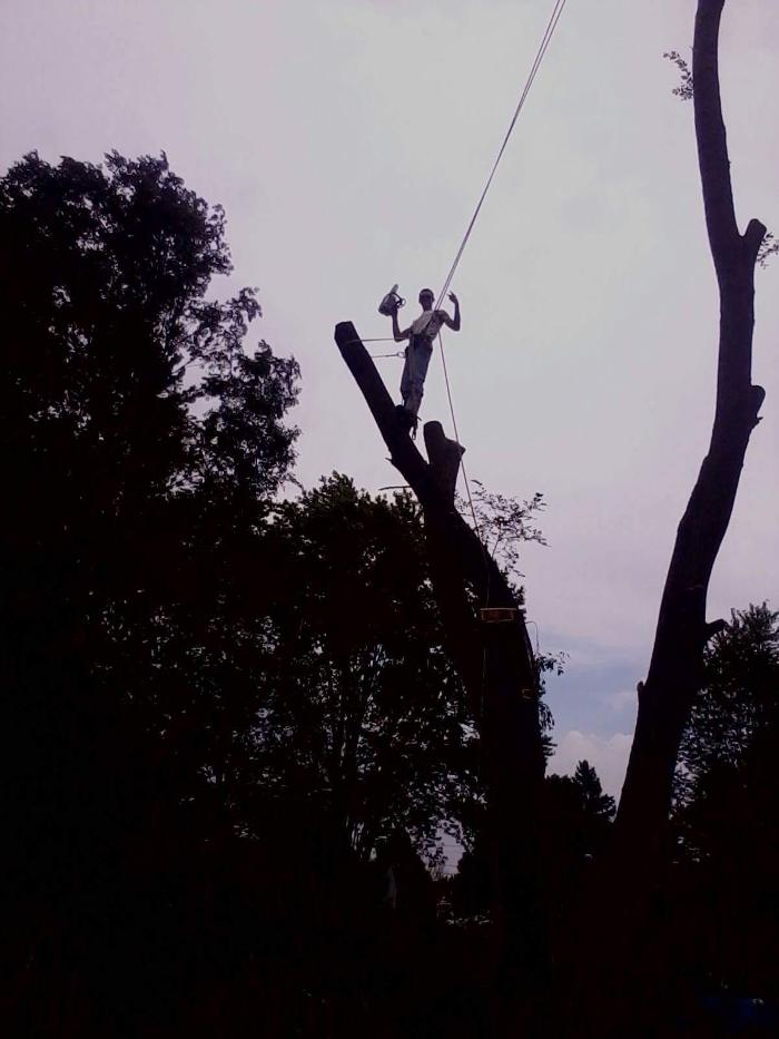 True Man's Tree Service - Morley, MI