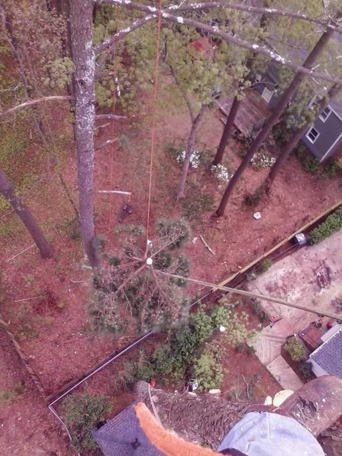 True Man's Tree Service - Morley, MI