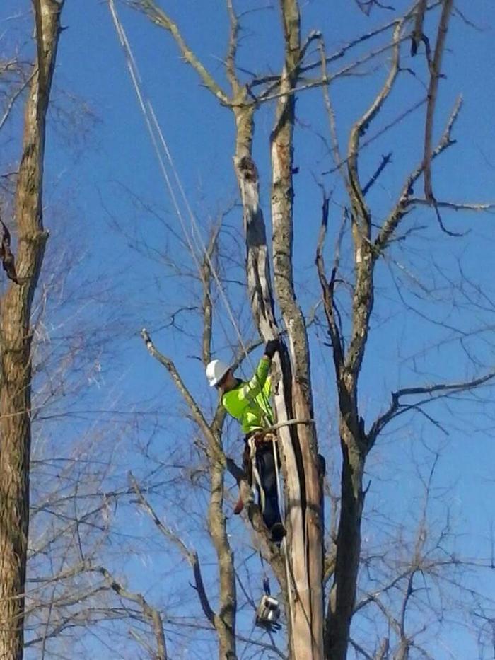 True Man's Tree Service - Morley, MI