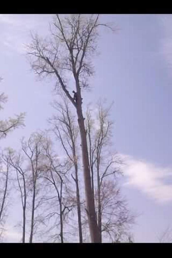 True Man's Tree Service - Morley, MI