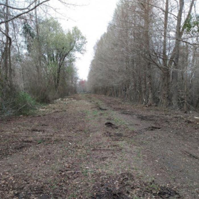Palmetto Clear Cut - Marion, SC