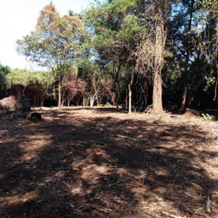 Palmetto Clear Cut - Marion, SC