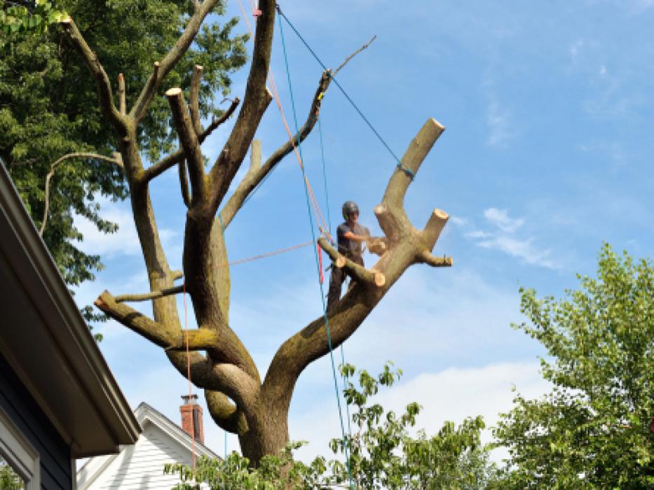 The Tree People - Leander, TX