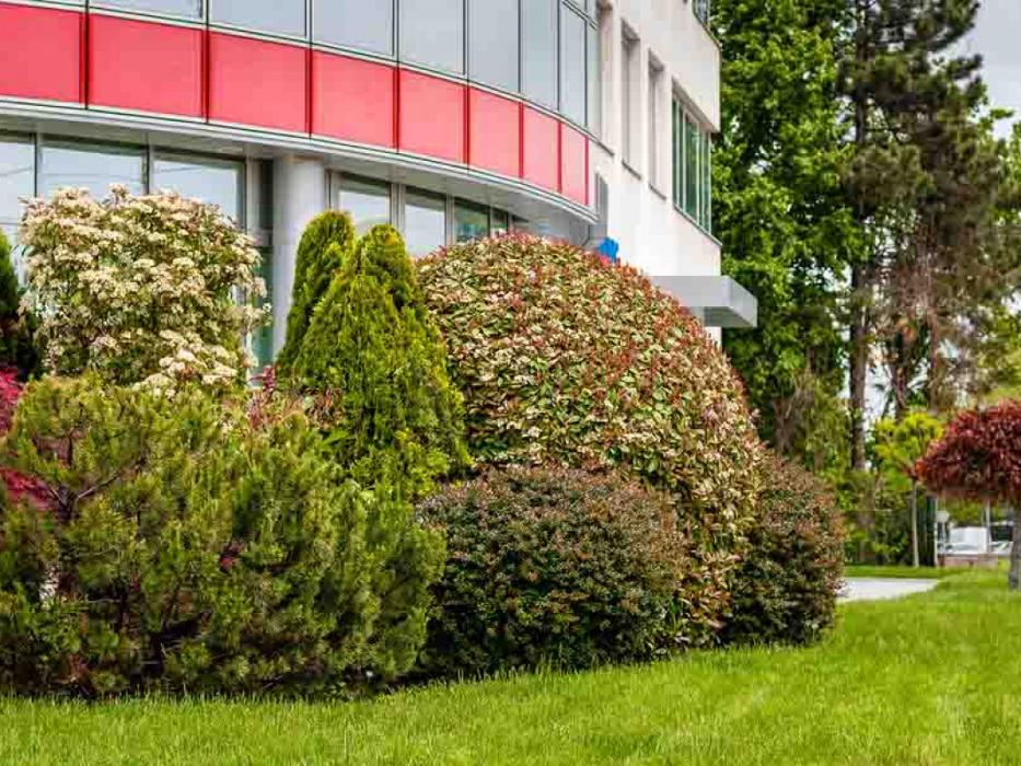 The Tree People - Leander, TX