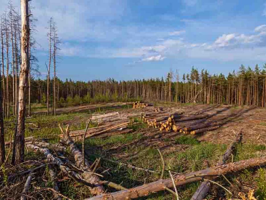 The Tree People - Leander, TX