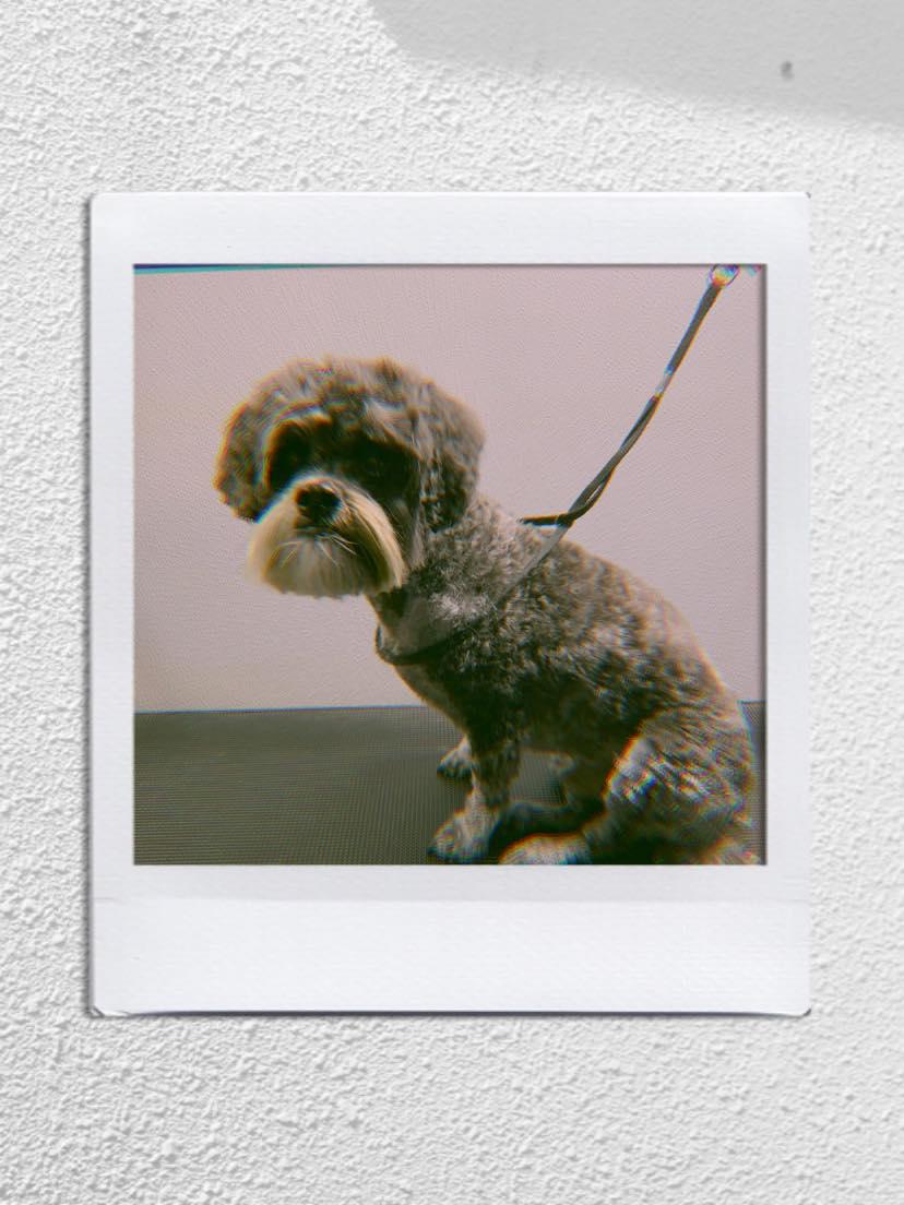 H&M Grooming Salon