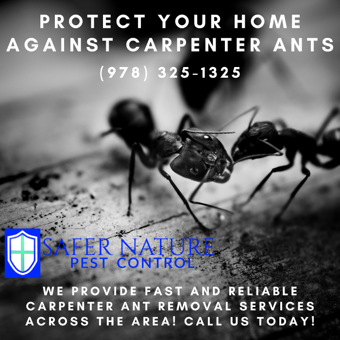Safer Nature Pest Control - Amesbury, MA