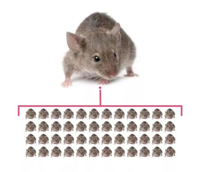 Safer Nature Pest Control - Amesbury, MA