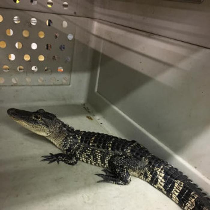 Total Animal Control - Dickson, TN