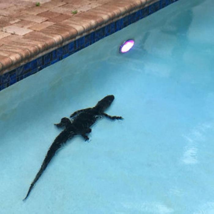 Total Animal Control - Dickson, TN