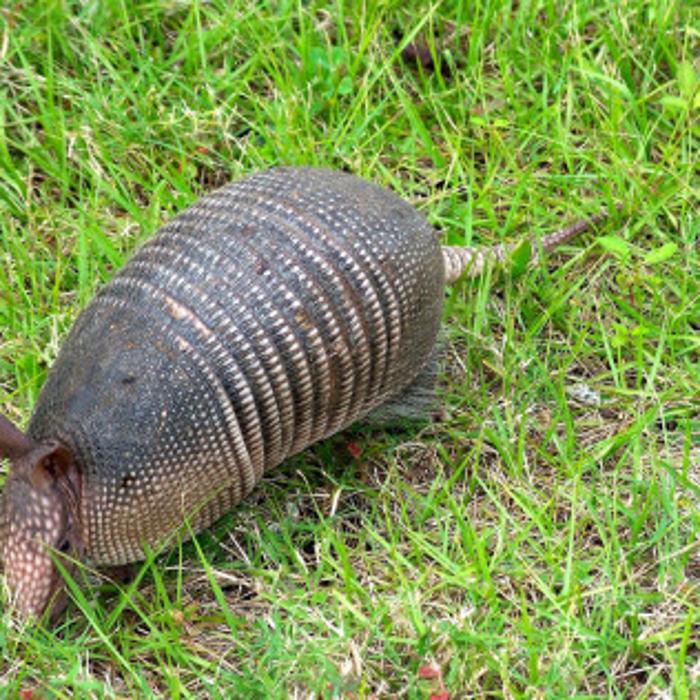 Total Animal Control - Dickson, TN