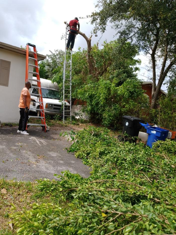 Caribbean Tree Service, Inc. - Fort Lauderdale, FL