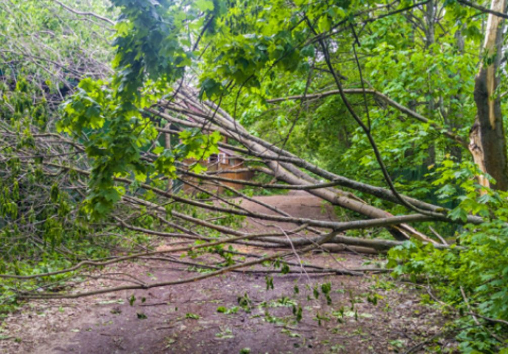Caribbean Tree Service, Inc. - Fort Lauderdale, FL