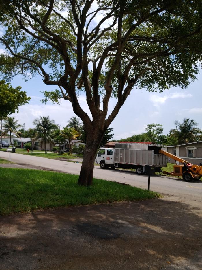 Caribbean Tree Service, Inc. - Fort Lauderdale, FL