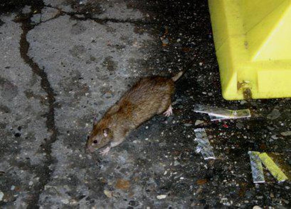 A & M Pest Services - Lowell, MA