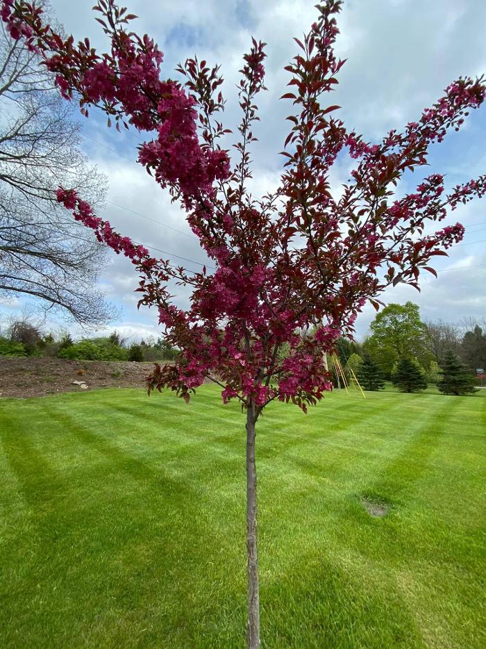 Master Gardner, LLC - Ada, MI