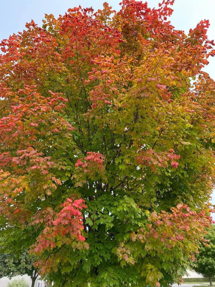 Master Gardner, LLC - Ada, MI