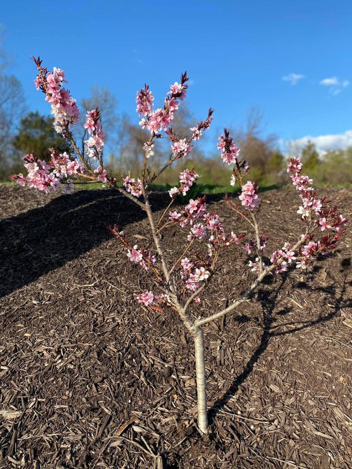 Master Gardner, LLC - Ada, MI