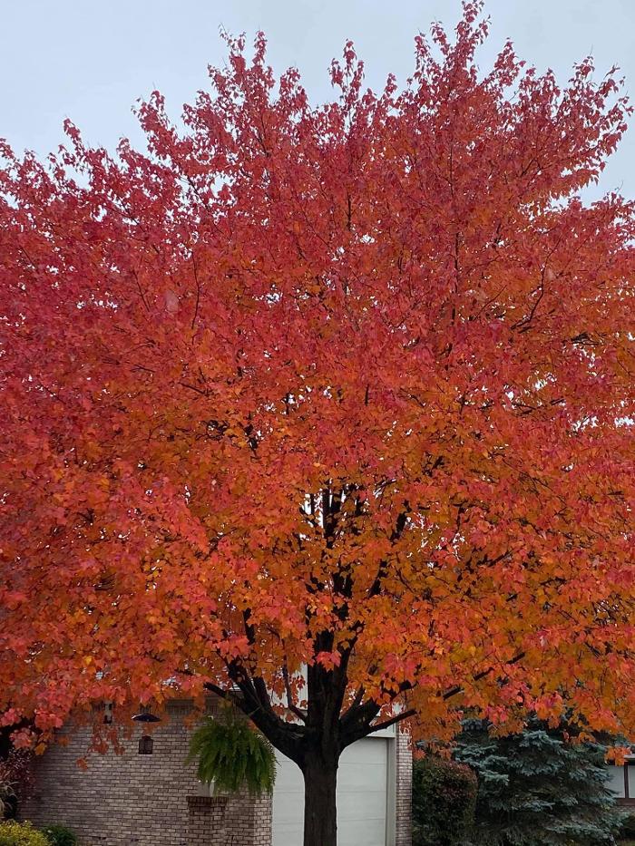 Master Gardner, LLC - Ada, MI