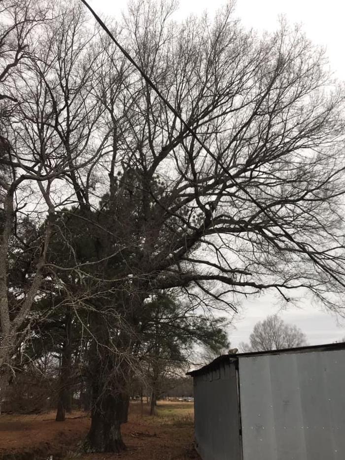 ArborTech Tree Care LLC - Austin, AR