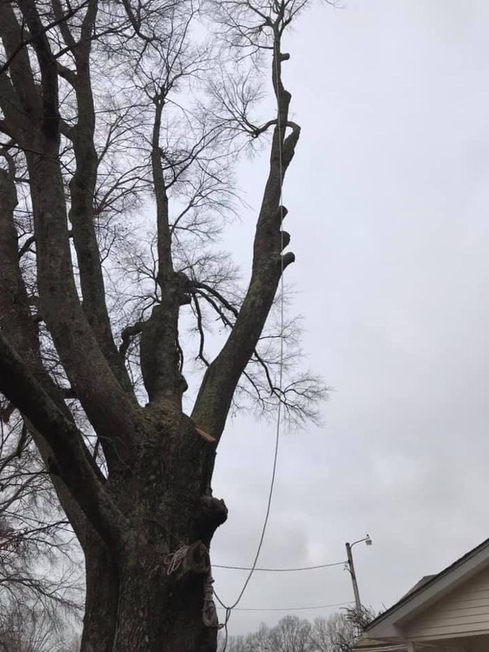 ArborTech Tree Care LLC - Austin, AR
