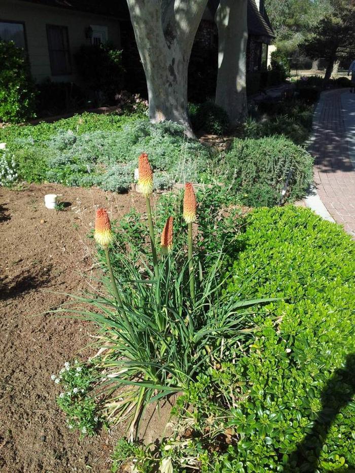 Sun Up Till Sun Down Landscaping - Rosamond, CA