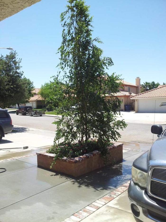 Sun Up Till Sun Down Landscaping - Rosamond, CA