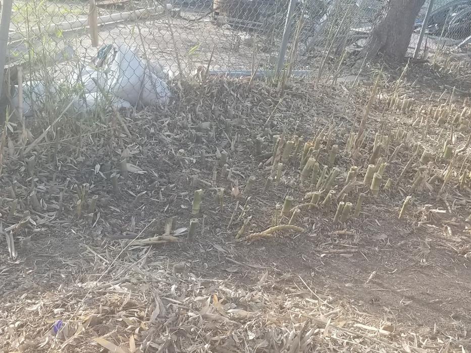 Jay Does It All - San Antonio, TX