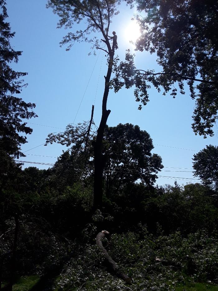 H&M Tree Service LLC - Chanhassen, MN