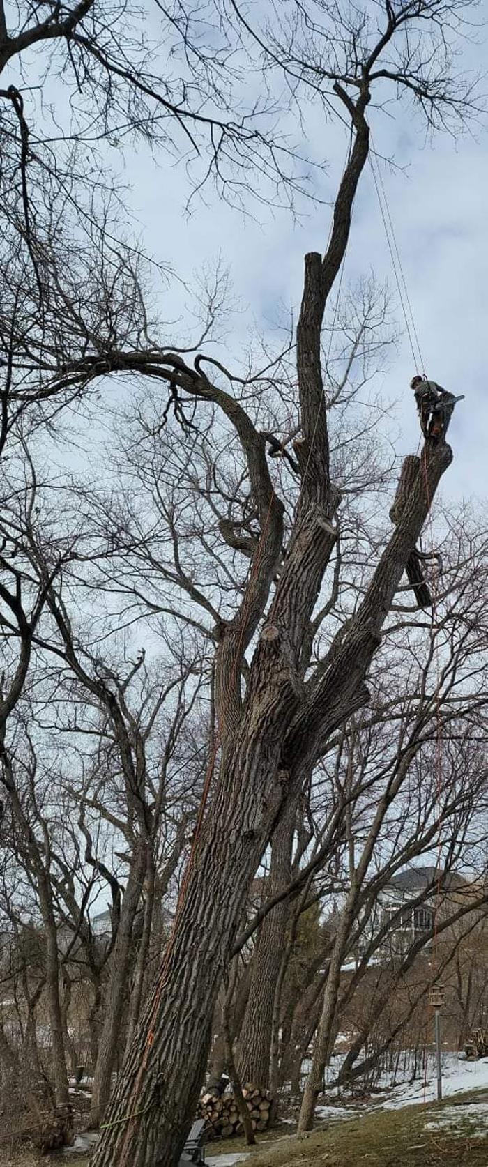 H&M Tree Service LLC - Chanhassen, MN
