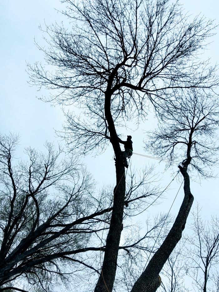 H&M Tree Service LLC - Chanhassen, MN