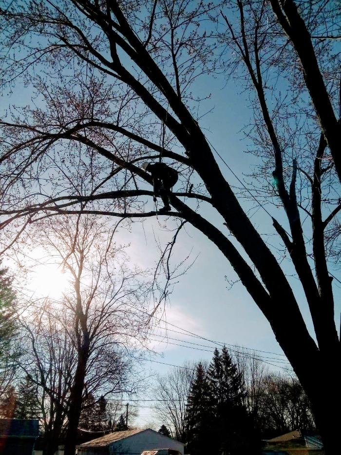 H&M Tree Service LLC - Chanhassen, MN