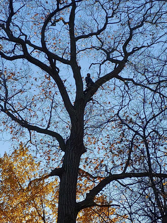 H&M Tree Service LLC - Chanhassen, MN